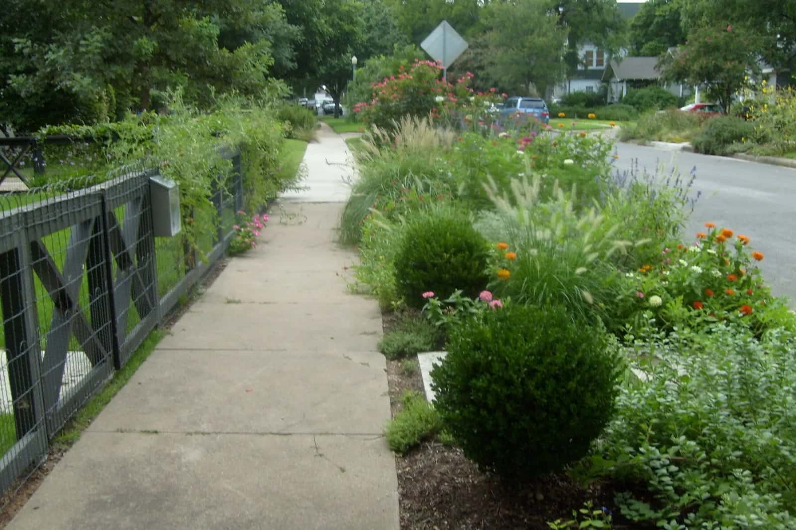Colorful Austin flower border with pollinator-friendly planting
