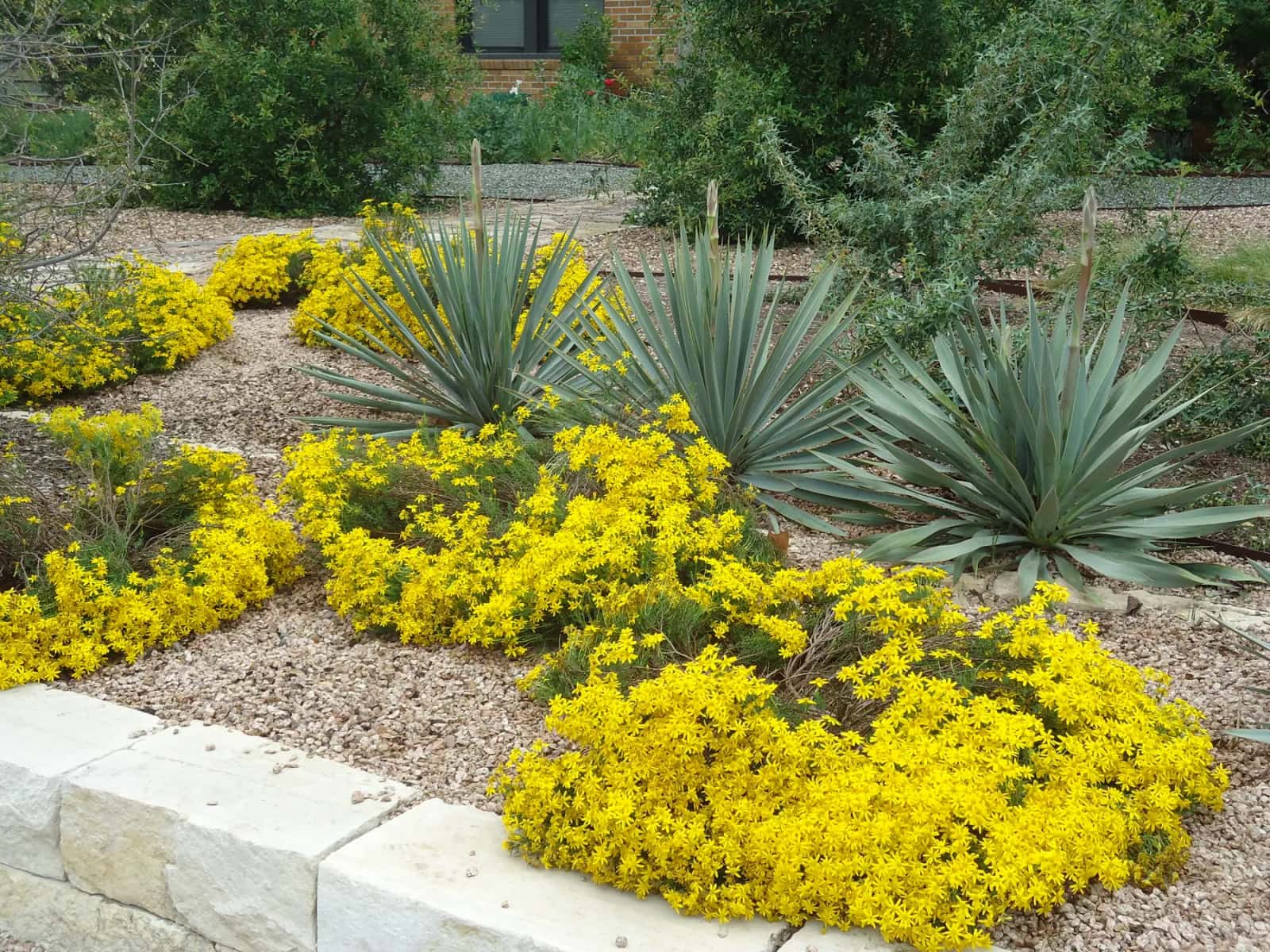 Low-water Austin front yard with boulders and native plants